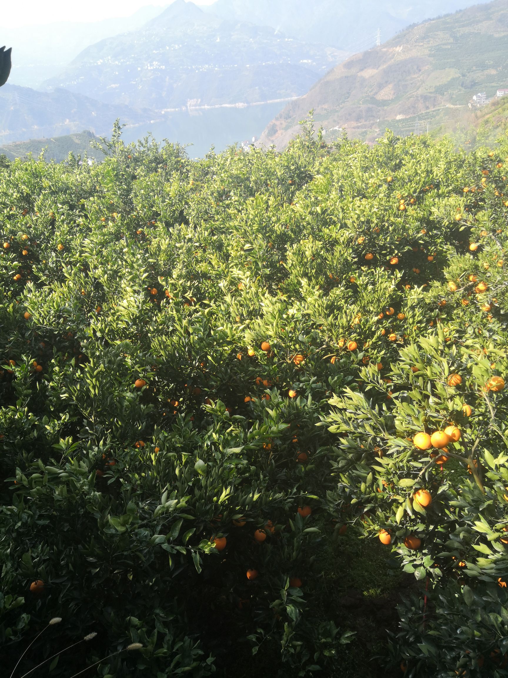 秭归长江边的红橙