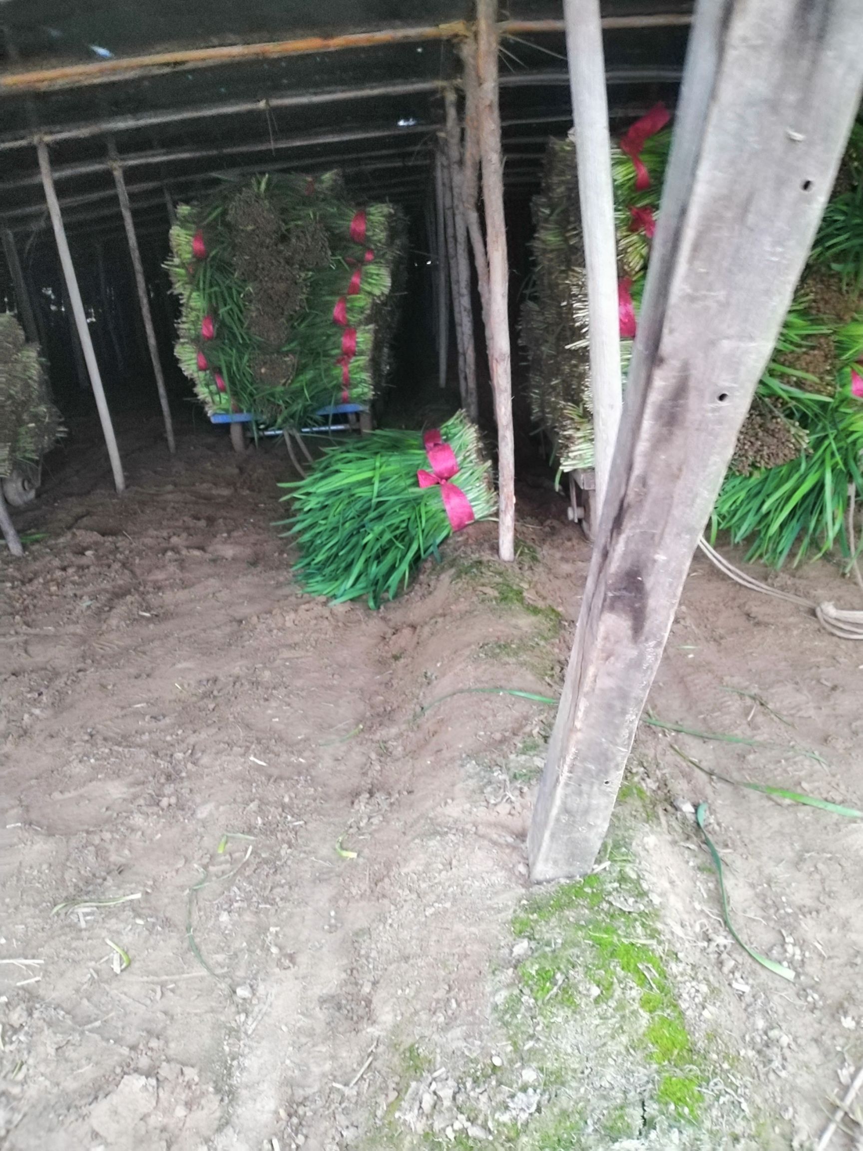 大叶韭菜 新鲜的无公害韭菜，头茌，二茌，