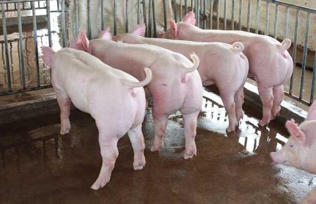 淮安三元仔猪  常年供应猪苗品种齐全 质量保证诚信第支持全国发货视频选猪