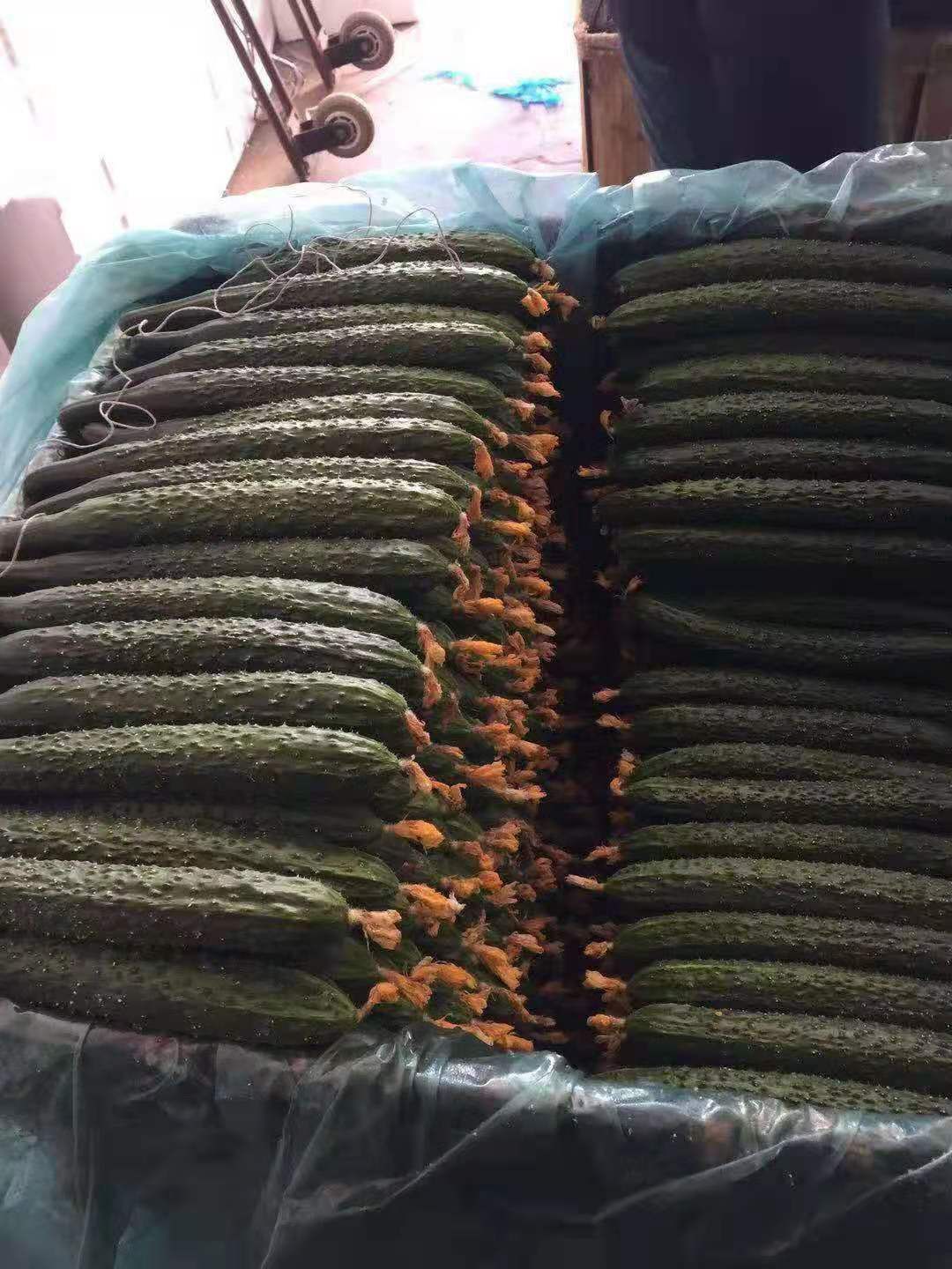 刺黄瓜 黄瓜大量现货上市产地直销