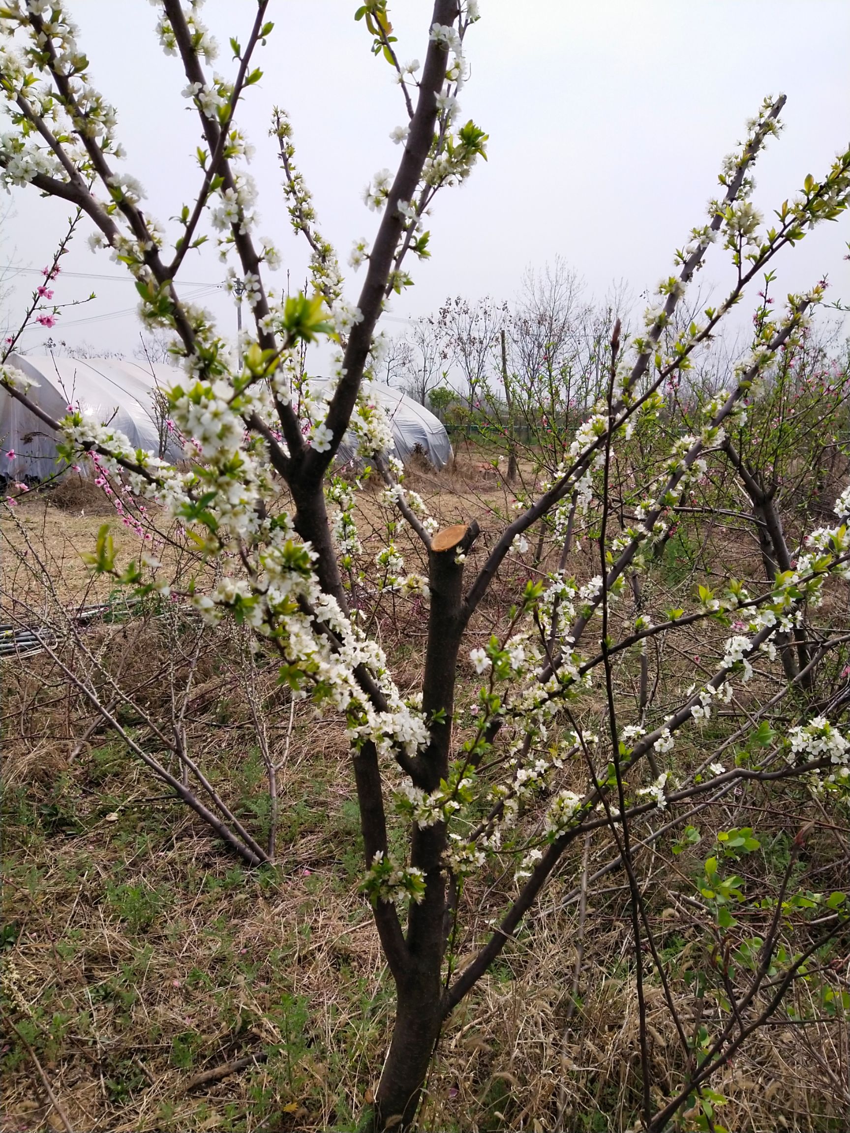 桃树苗 1.5公分以上 