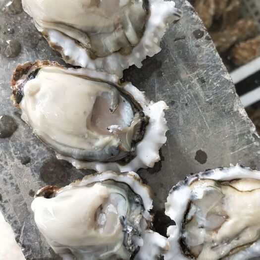 青岛净化蚝 海蛎子又称生蚝，营养价值高，人工养殖，天然环境生长。