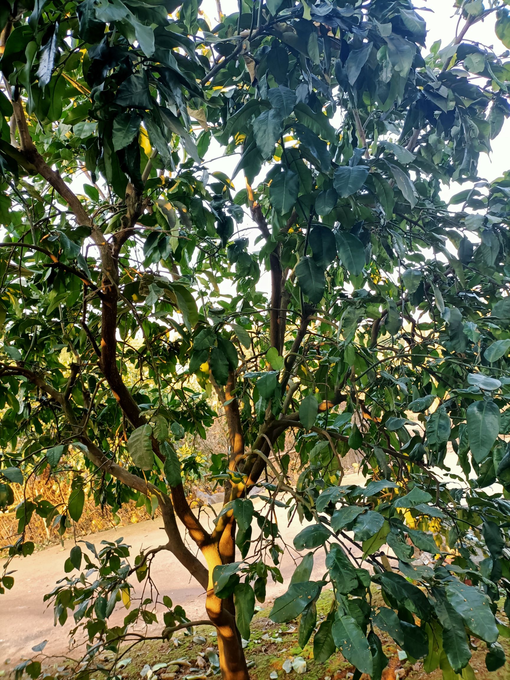 琯溪蜜柚苗  挂果柚树销售中（适合园建）