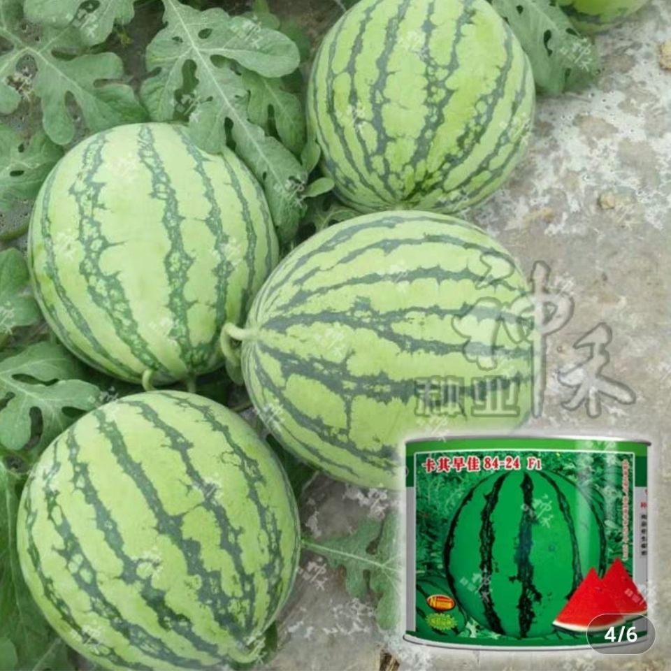  神禾西瓜种子卡其早佳8424西瓜种子高糖爽囗早熟抗病高端畅销