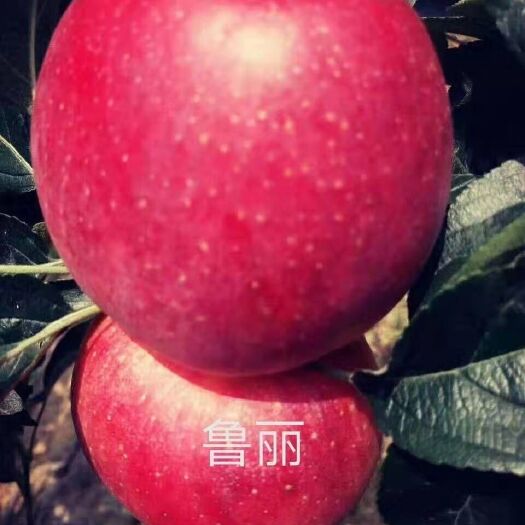 苹果树苗 各种烟台八棱海棠苹果苗，保证纯度