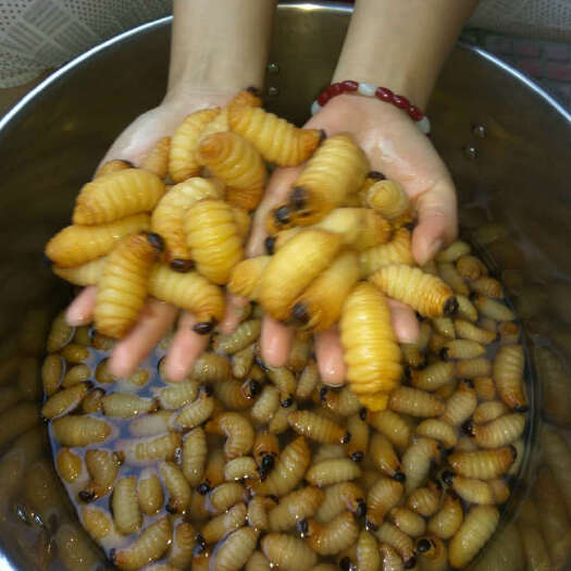 融水县蚕蛹 竹笋虫