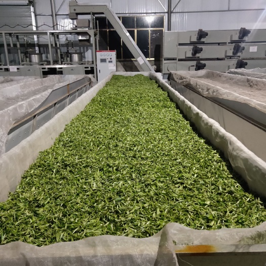 三江县良心产品，2023早春云雾茶绿茶，红茶，白茶，龙井茶