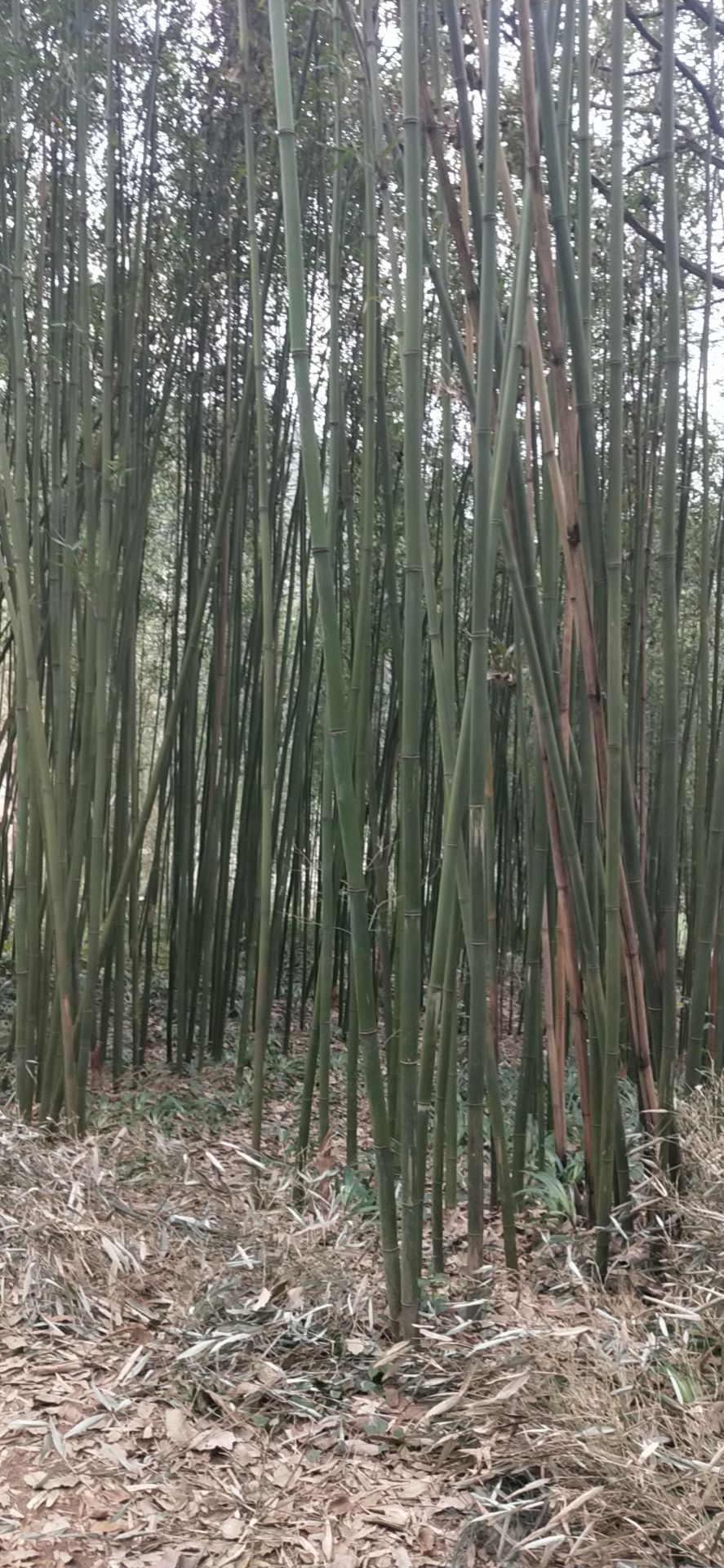 毛竹 