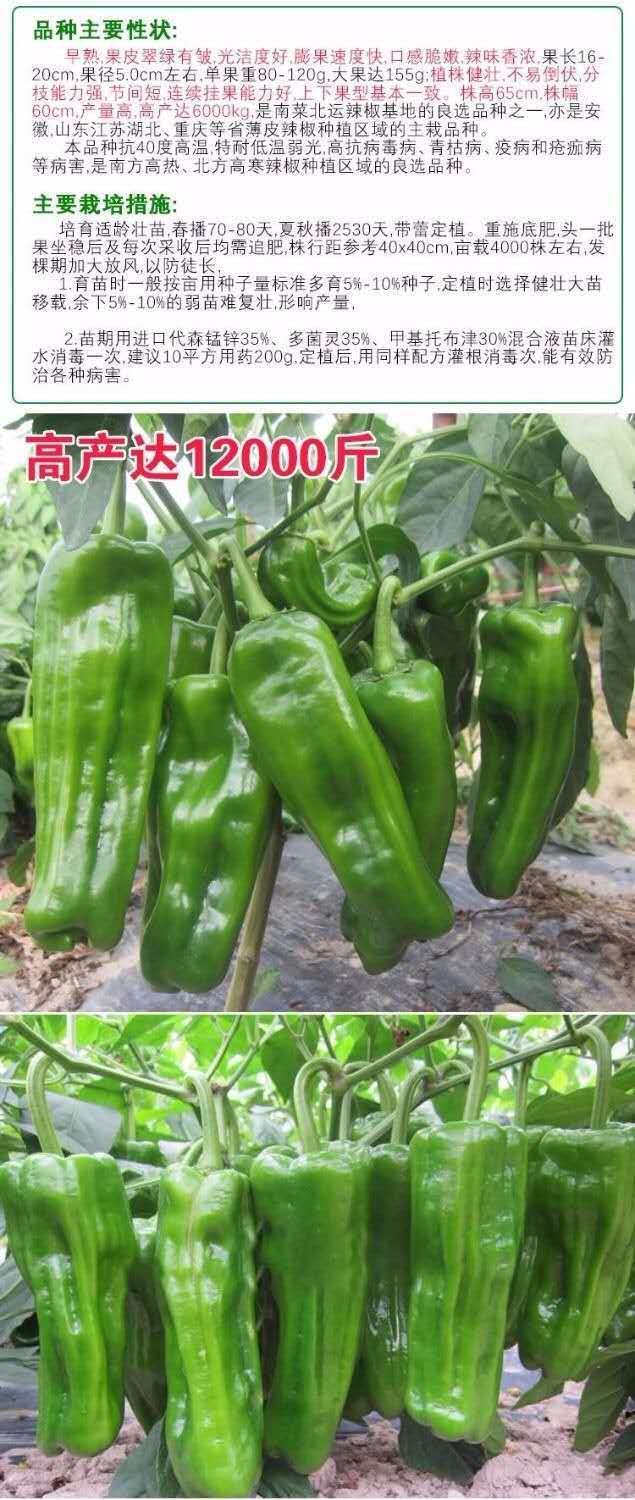  欧兰德辣椒种子高产国农大螺丝椒特辣果实粗大四季蔬菜种籽子大全