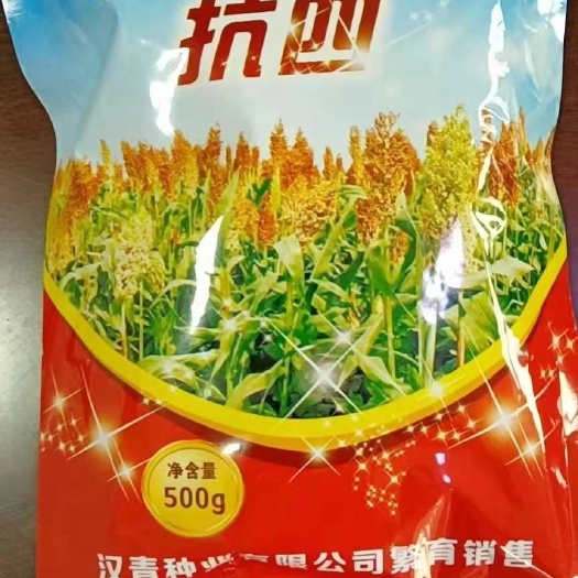 青县抗四高粱种  抗四每亩用种1～2斤中熟品种生育期125天，总