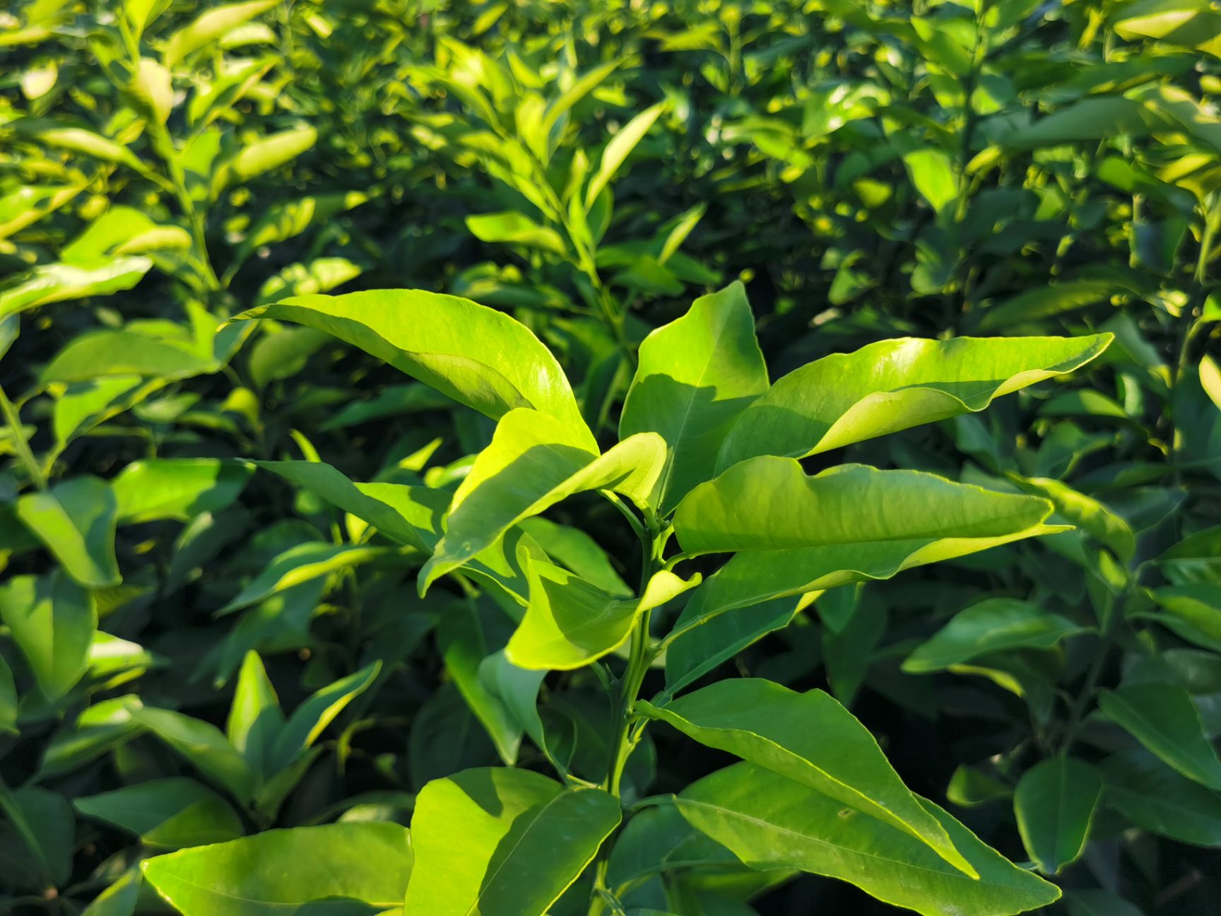 爱媛28号柑桔苗  象山红美人（爱媛28）