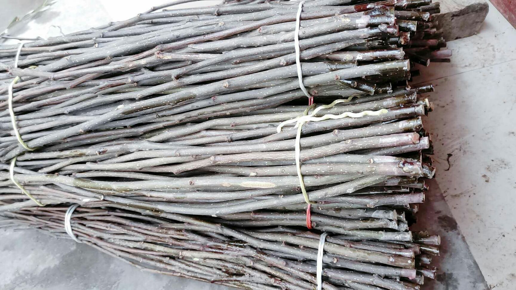 大红袍花椒苗 大红袍嫁接无刺枝条