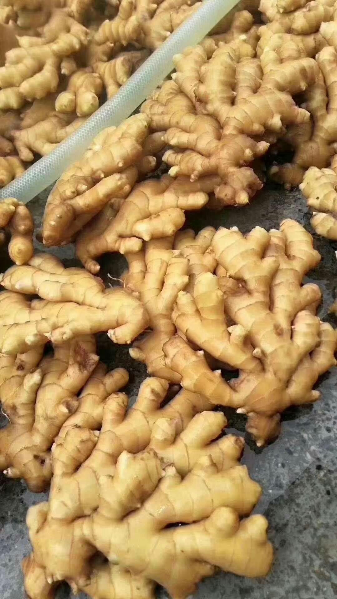 【精选】大黄姜   产地直销 随到随装 量大从优  欢迎咨询