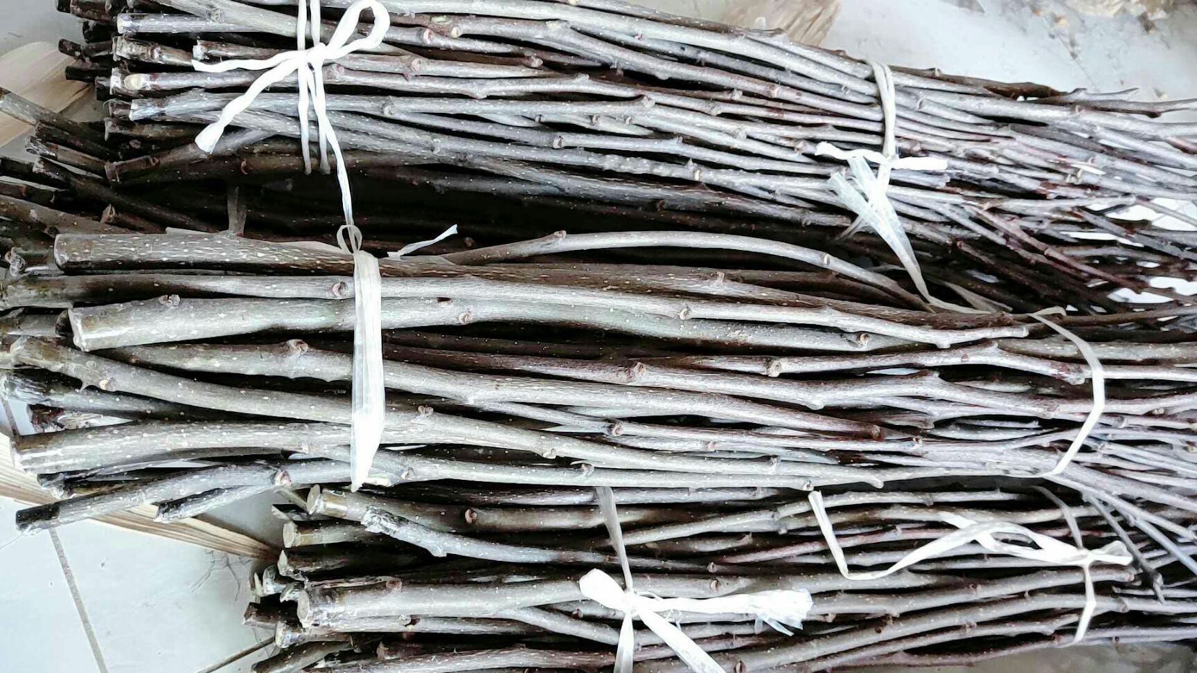 大红袍花椒苗 大红袍嫁接无刺枝条