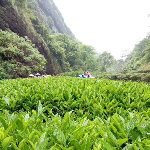 武夷山市 武夷山（大红袍）源头自产自销