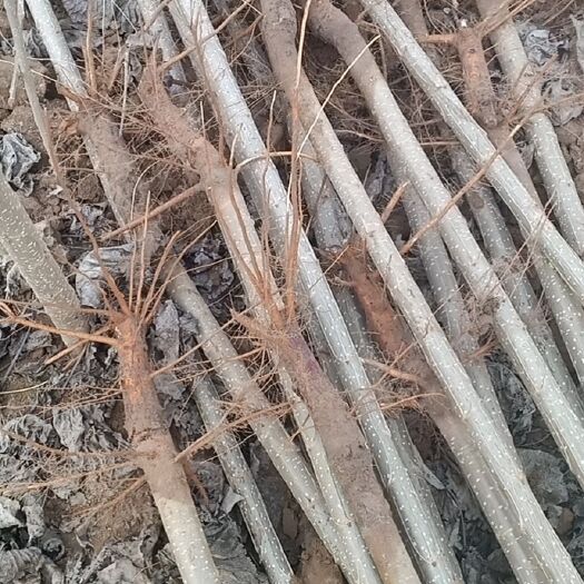 临清市107速生杨，耐碱，耐旱，成活率高，无病虫害。