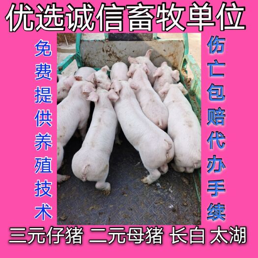 临朐县猪苗  出售 三元猪  山东健康优质良种外三元仔猪