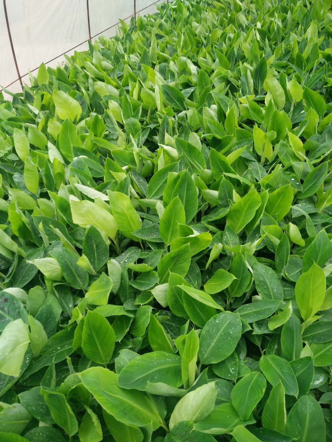 小米焦苗  香蕉苗粉蕉苗红香蕉苗当年种植当年结果