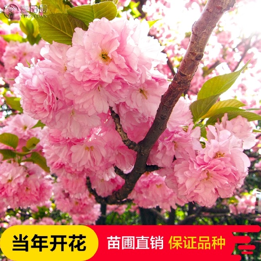 日本红叶樱花  樱花种子日本樱花树苗单樱红樱早樱晚樱青肤樱重瓣冬樱花苗