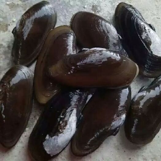陆丰市黄蚬子  海鲜，价格以当天为准