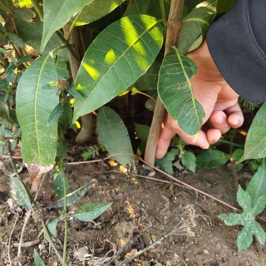 白沙县台农一号芒果苗  海南芒果直生苗。。营养杯   一年以上    量大从优..！