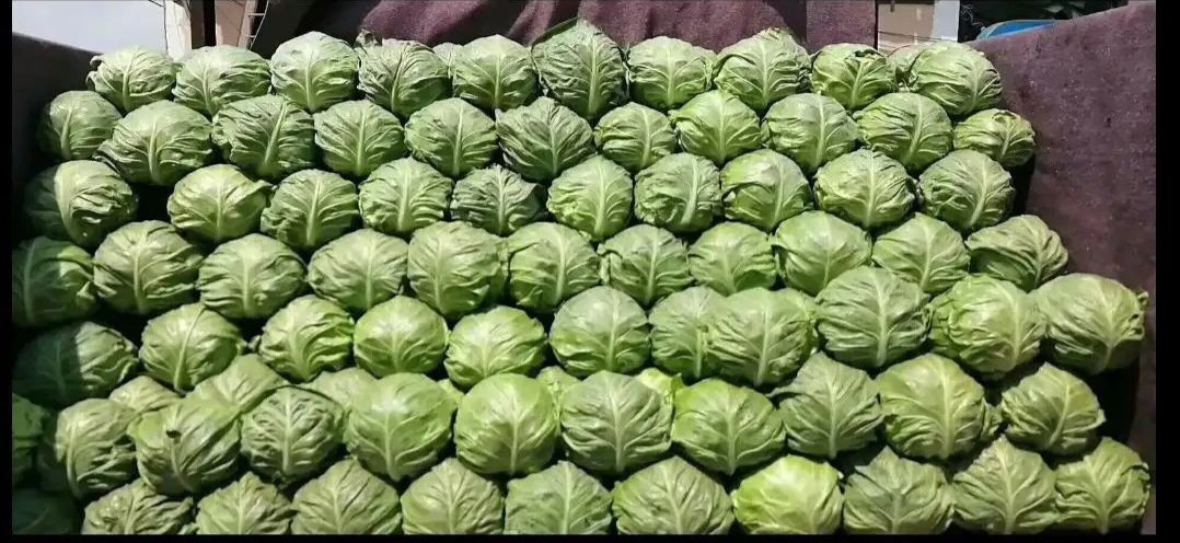 应县绿包菜 包菜六月份大量上市:圆球型，扁包型，牛心型，品种齐全。
