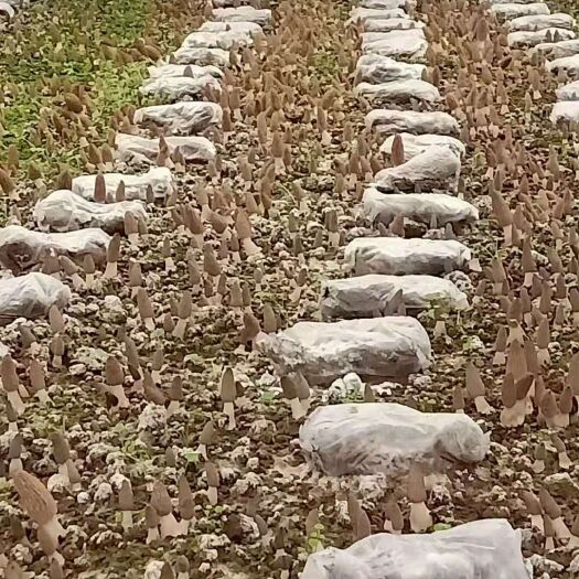 通江县羊肚菌  产自银耳之乡通江陈河，天然绿色无公害，支持各种检测。