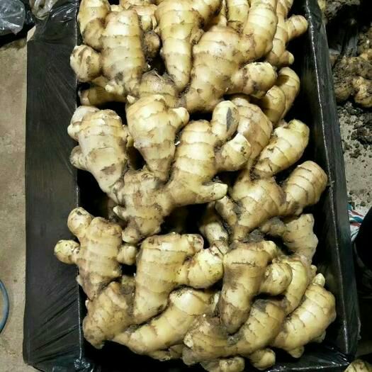 【精选】大黄姜   产地直销 随到随装 量大从优  欢迎咨询