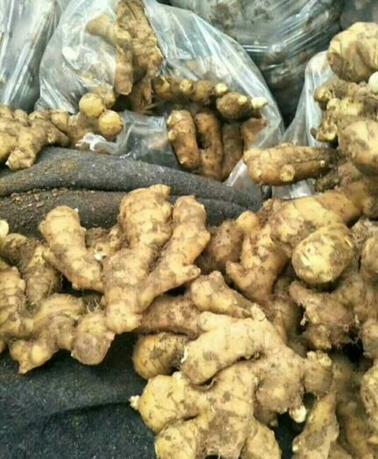 【精选】老姜  产地直销 随到随装 量大从优  欢迎咨询