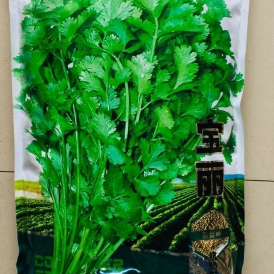 芹菜种子 香菜种子宝丽香菜种子生长势强叶深绿色质地柔嫩香味浓的香菜种子