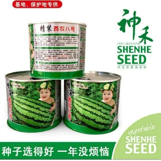 沭阳县 神禾西瓜种子精装西农八号西瓜种子中熟大果型高抗病特耐重茬
