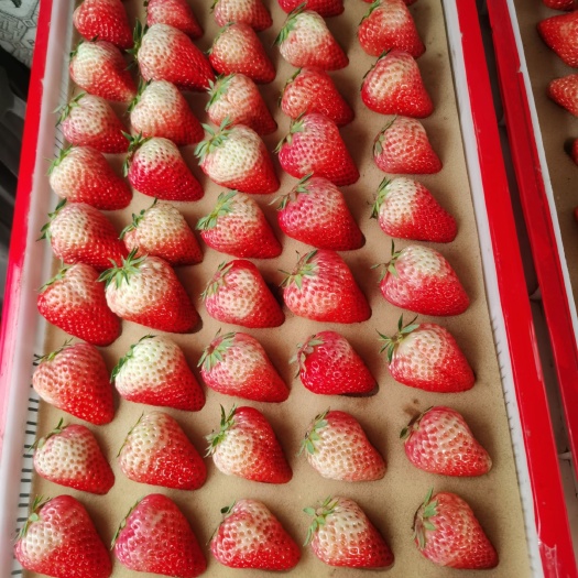红颜草莓  庄河九九草莓精品