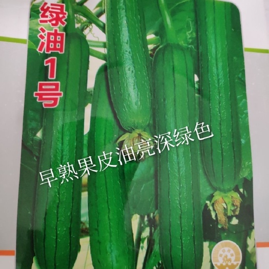 沭阳县 丝瓜种子绿领绿油一号丝瓜种子早熟抗病果皮油亮深绿色丝瓜种子