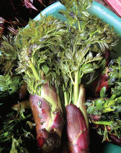 刺芹  刺嫩芽节菜刺嫩芽苗室内庭院绿植盆栽露天四季种植耐寒刺老芽