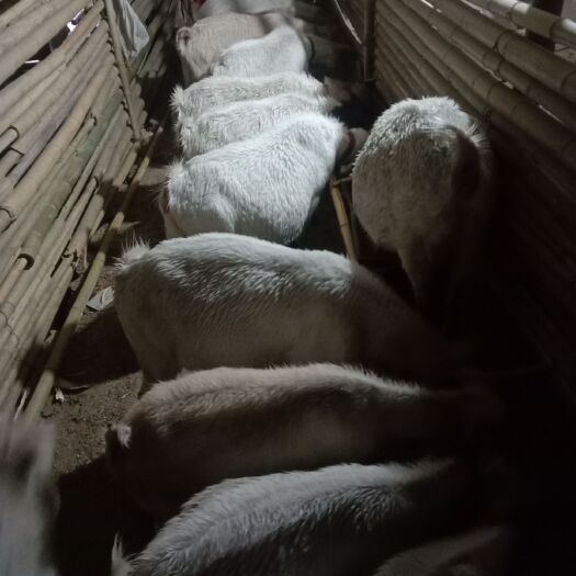 保康县大耳羊  大山放养，品种大耳，繁殖率高，好放养。无疾病，下雨拍照毛湿