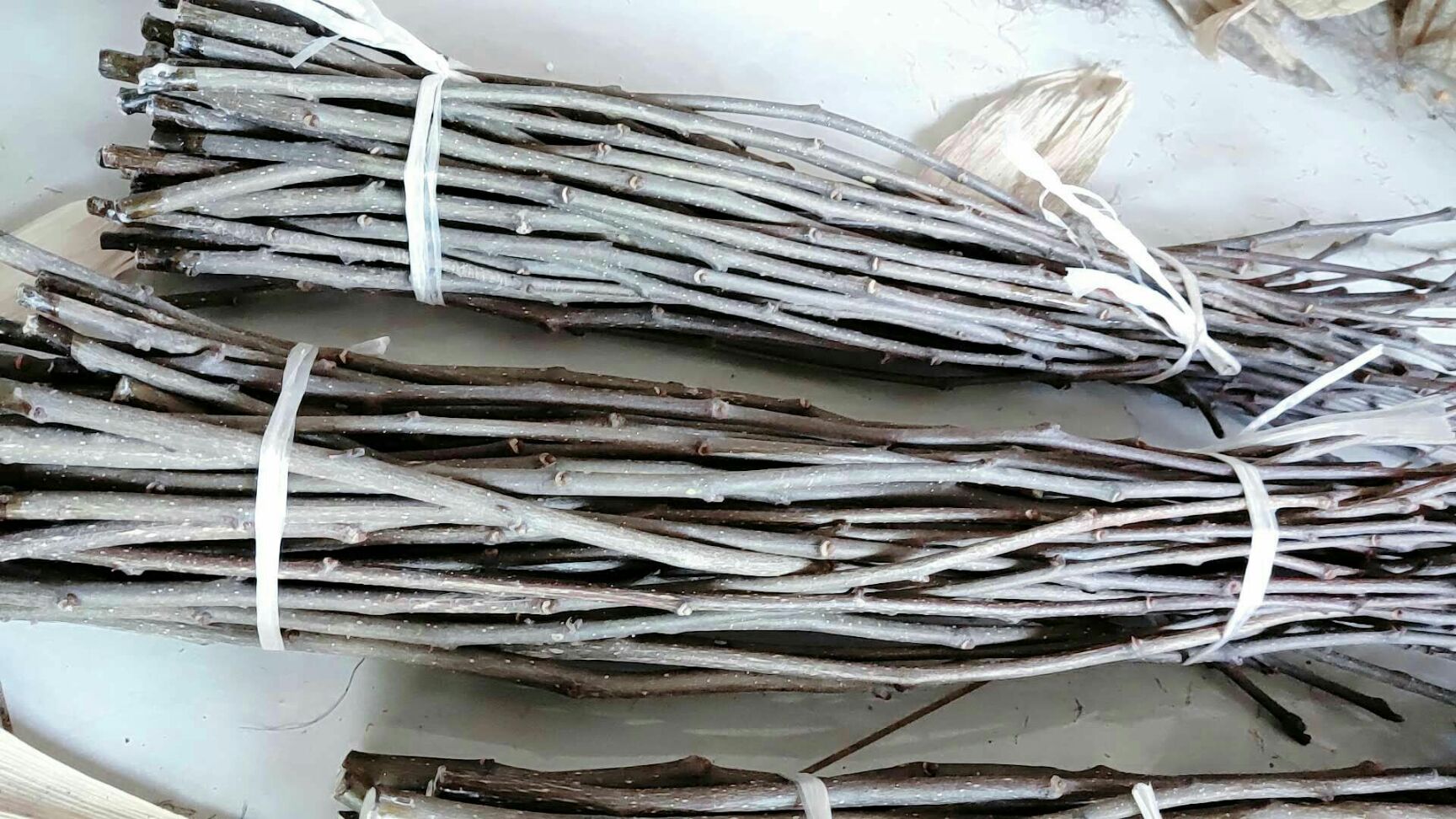 大红袍花椒苗 大红袍嫁接无刺枝条