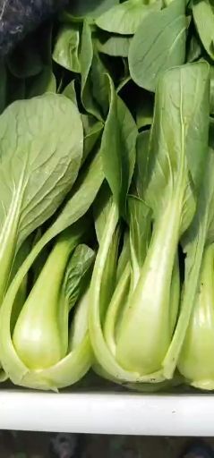 曹县 常年代收优质上海青(油菜)，真诚合作者联系！