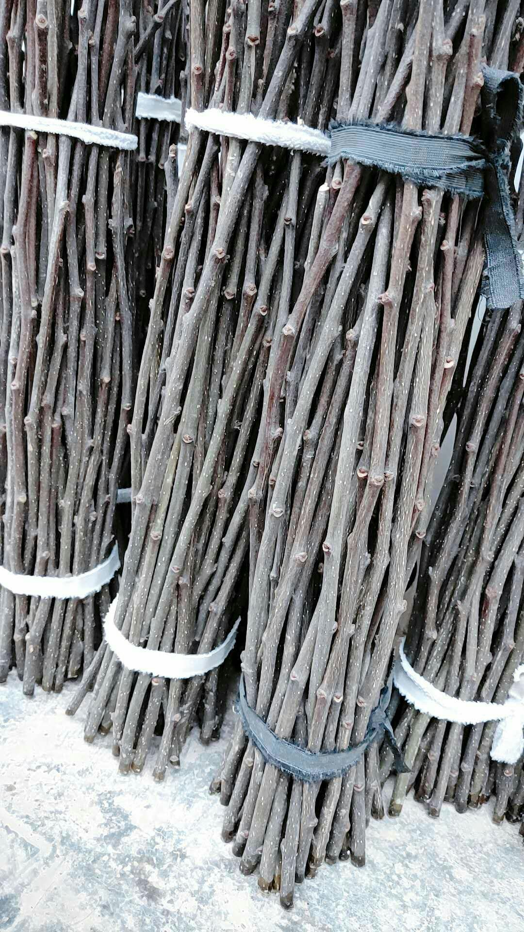 大红袍花椒苗 大红袍嫁接无刺枝条