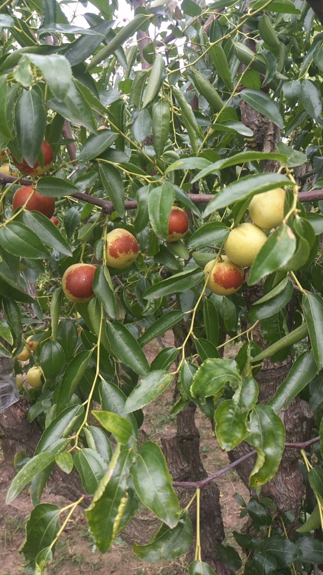  正宗自己家种的沾化冬枣，保脆保甜，形状正规