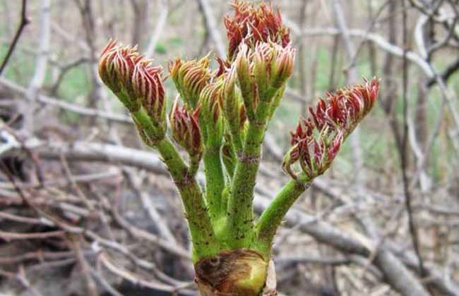 刺芹  刺嫩芽节菜刺嫩芽苗室内庭院绿植盆栽露天四季种植耐寒刺老芽