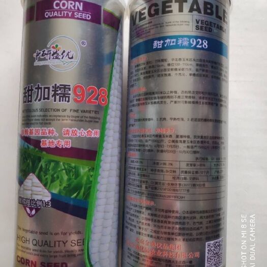 沭阳县 玉米种子甜加糯928玉米种子籽粒洁白结实饱满不秃尖的玉米种子