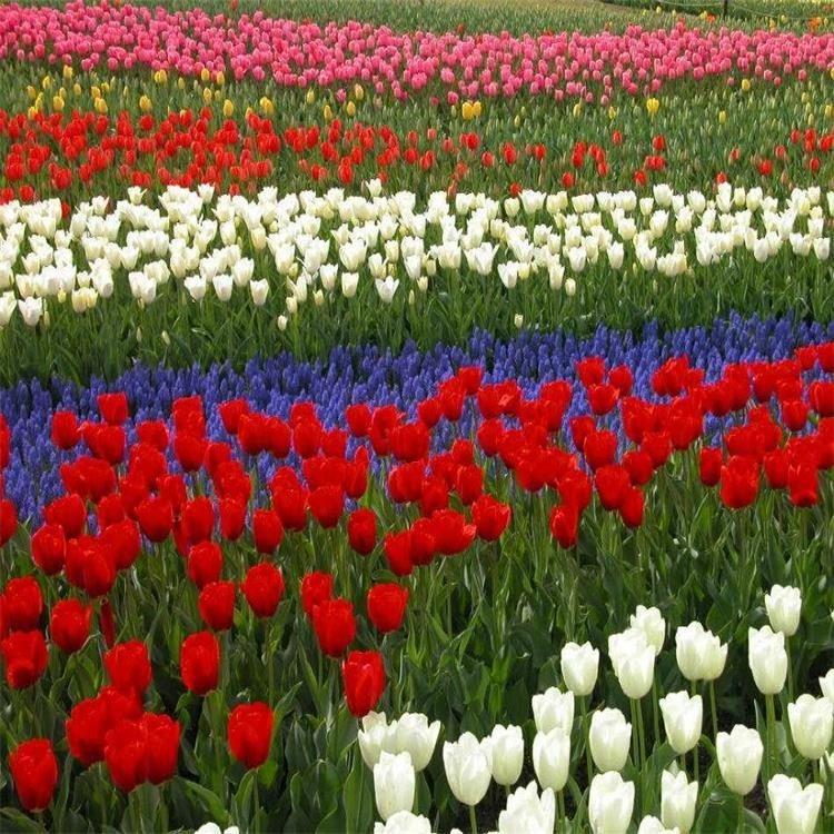 郁金香种子  郁金香种球室内外花苗水土培花种子耐寒花卉带芽郁