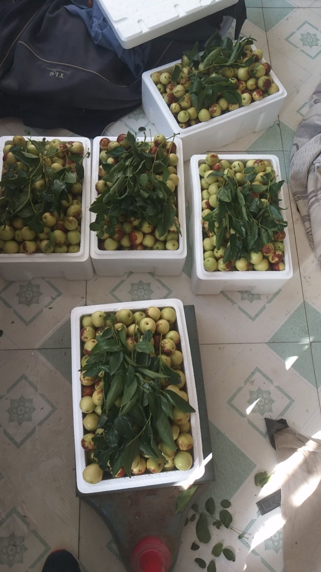  正宗自己家种的沾化冬枣，保脆保甜，形状正规