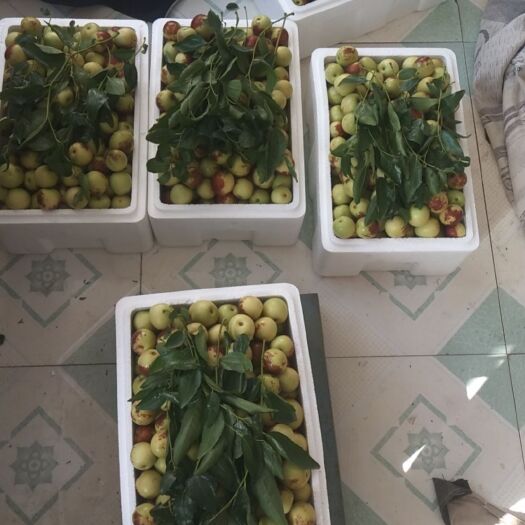 滨州 正宗自己家种的沾化冬枣，保脆保甜，形状正规