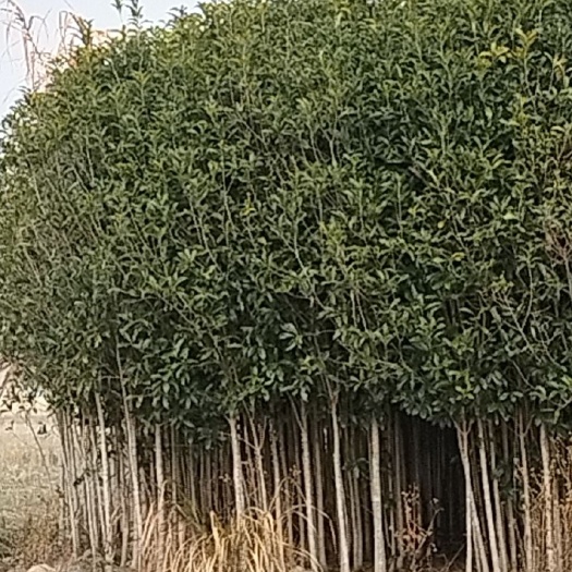 丹桂  征地好苗子，价格便宜苗又好