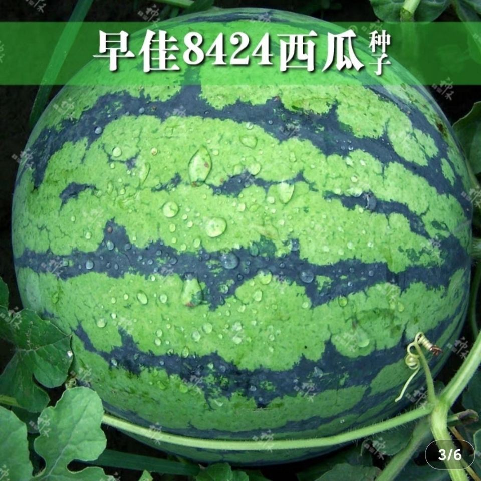  神禾西瓜种子卡其早佳8424西瓜种子高糖爽囗早熟抗病高端畅销