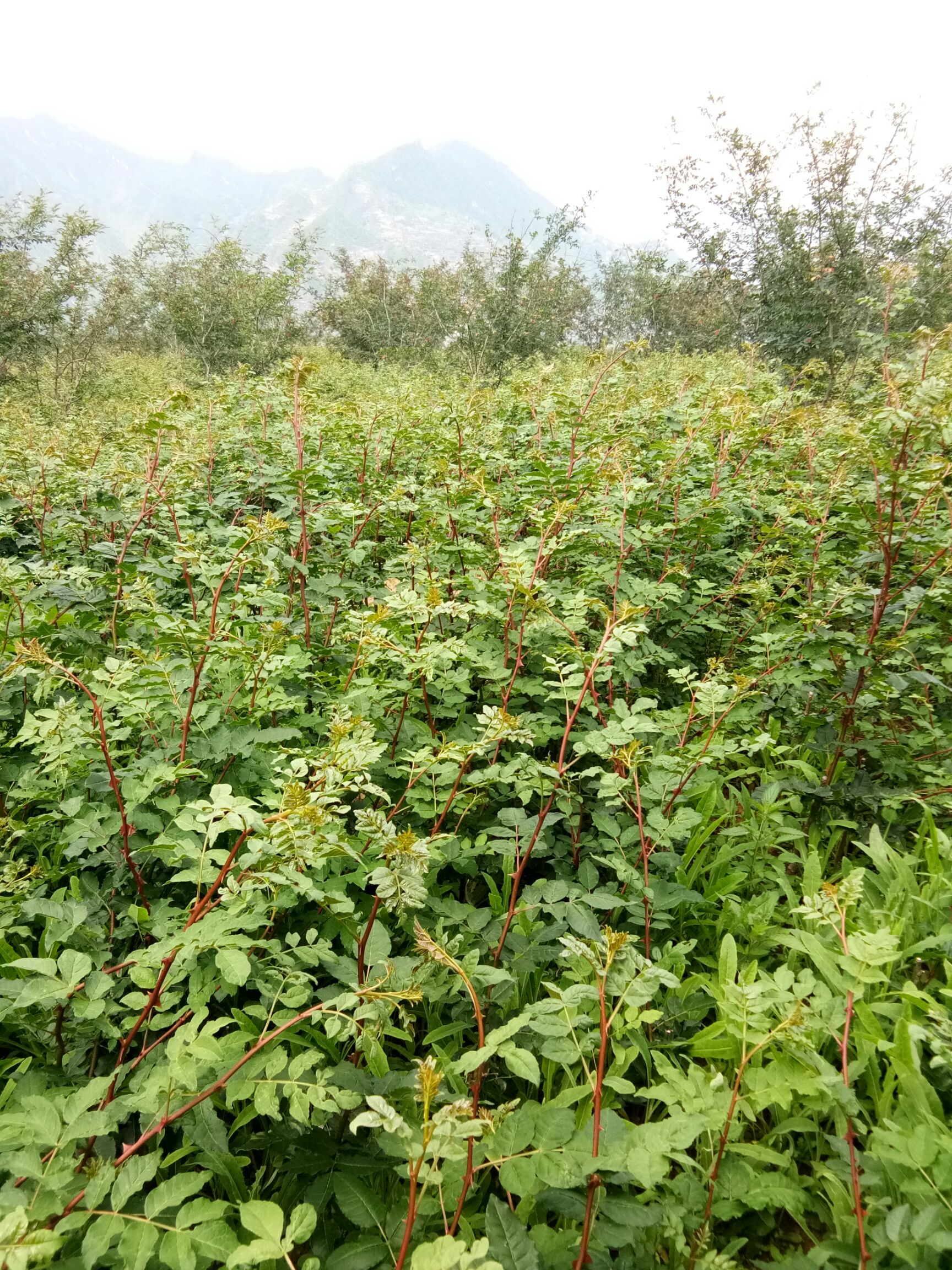 嫁接无刺花椒苗   大红袍无刺花椒苗  产地陇南