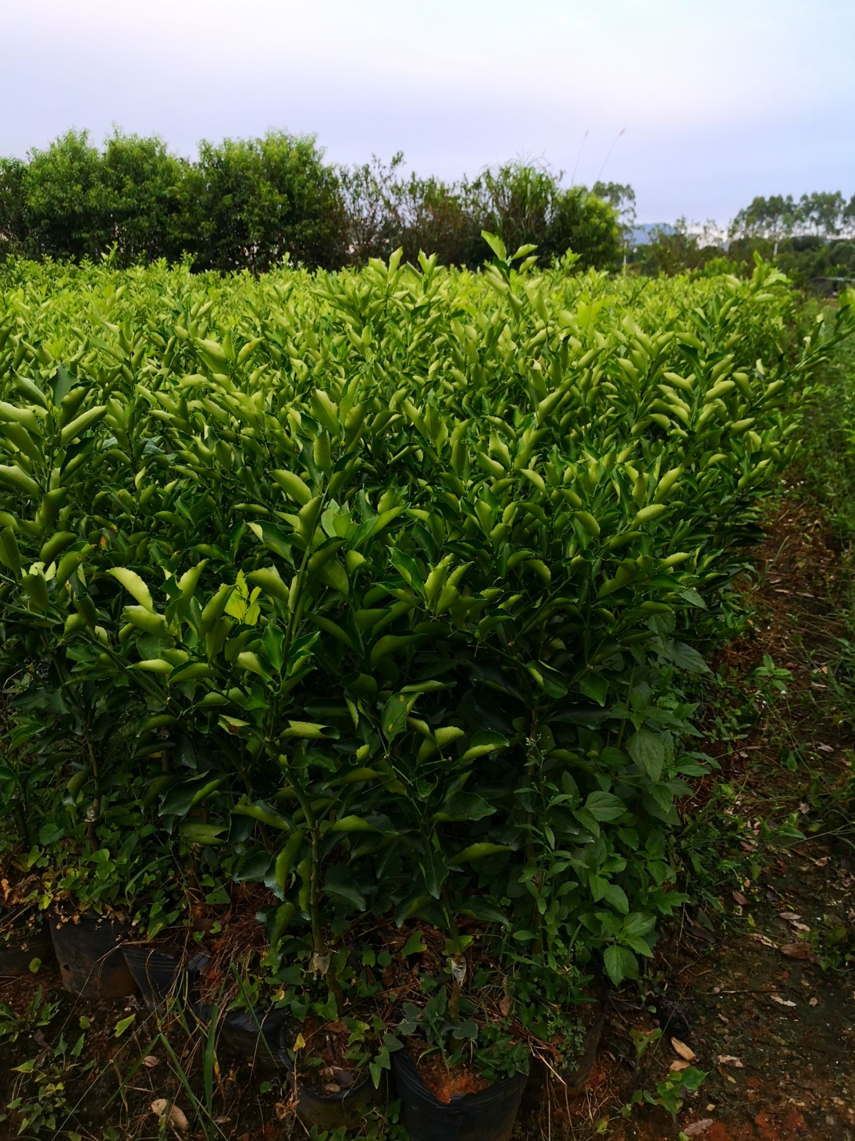 荔浦市黄金贡柚苗  广西黄金贡柚杯苗 一年四季可以种植 挂果率强