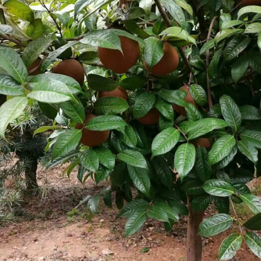 长沙大果红花油茶