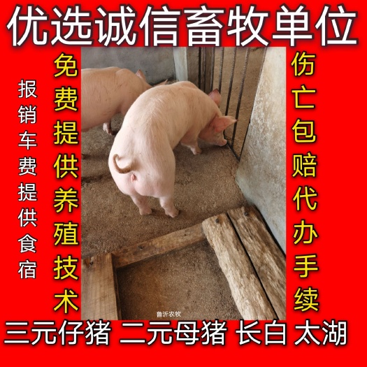 临朐县三元仔猪  供应山东优质仔猪，猪苗。小猪 长白仔猪  放养黑